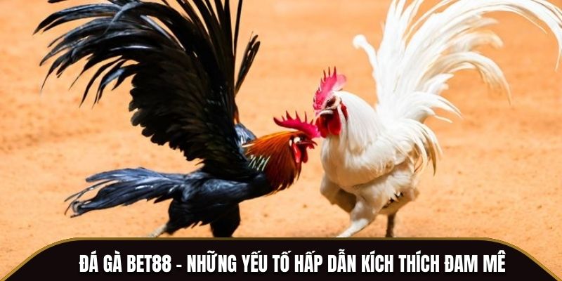 Đá gà BET88 - Những yếu tố hấp dẫn kích thích đam mê