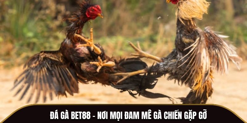 Đá gà BET88 - Nơi mọi đam mê gà chiến gặp gỡ