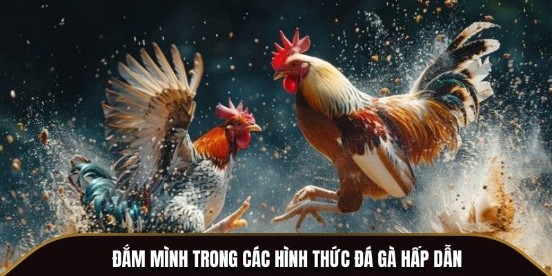 Đắm mình trong các hình thức đá gà hấp dẫn